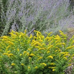 Golden Fleece Goldenrod (Solidago) -Garden Plant Store solidago golden fleece russian sage perovskia atriplicifolia
