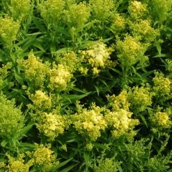 Little Lemon Goldenrod (Solidago) -Garden Plant Store solidago mike davy little lemon goldenrod cropped