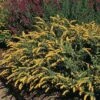 Golden Fleece Goldenrod (Solidago) -Garden Plant Store solidago sphacelata golden fleece 91928 web 1 2