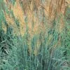 Llano Indian Grass -Garden Plant Store sorghastrum nutans llano 1 2