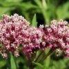 Soulmate Swamp Milkweed 1 Soulmate Swamp Milkweed -Garden Plant Store soulmate milkweed asclepias incarnata