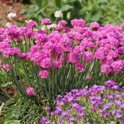 Splendens Armeria 7 Splendens Armeria -Garden Plant Store splendens sea thrift armeria maritima garden