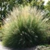 Windbreaker Giant Sacaton Grass -Garden Plant Store sporobolus wrightii pat plant selecthayward1 cropped