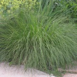 Prairie Dropseed Grass -Garden Plant Store sporobolus heterolipis foliage cropped