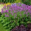 Hummelo Betony -Garden Plant Store stachys monieri hummelo 1
