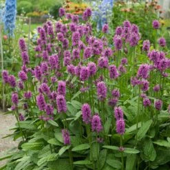 Hummelo Betony 7 Hummelo Betony -Garden Plant Store stachys monieri hummelo 3