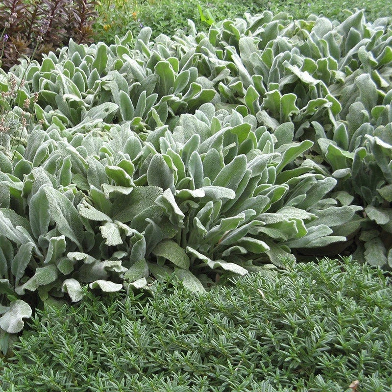 Silver Carpet Lamb's Ear 4 Silver Carpet Lamb's Ear - Image 2