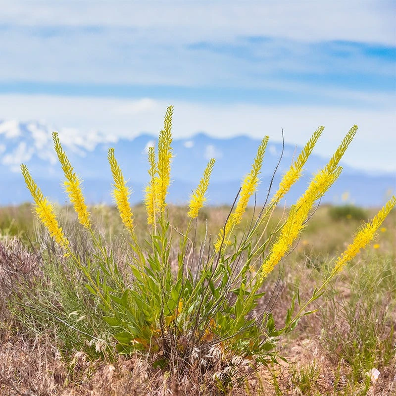 Prince's Plume 4 Prince's Plume - Image 2