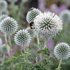 Star Frost Echinops -Garden Plant Store star frost echinops 1