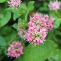 Alternative Lawn Wildflower Seed Mix -Garden Plant Store strawberry clover close up