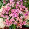 Sunset Strain Lewisia 1 Sunset Strain Lewisia -Garden Plant Store sunset strain lewisia rock garden