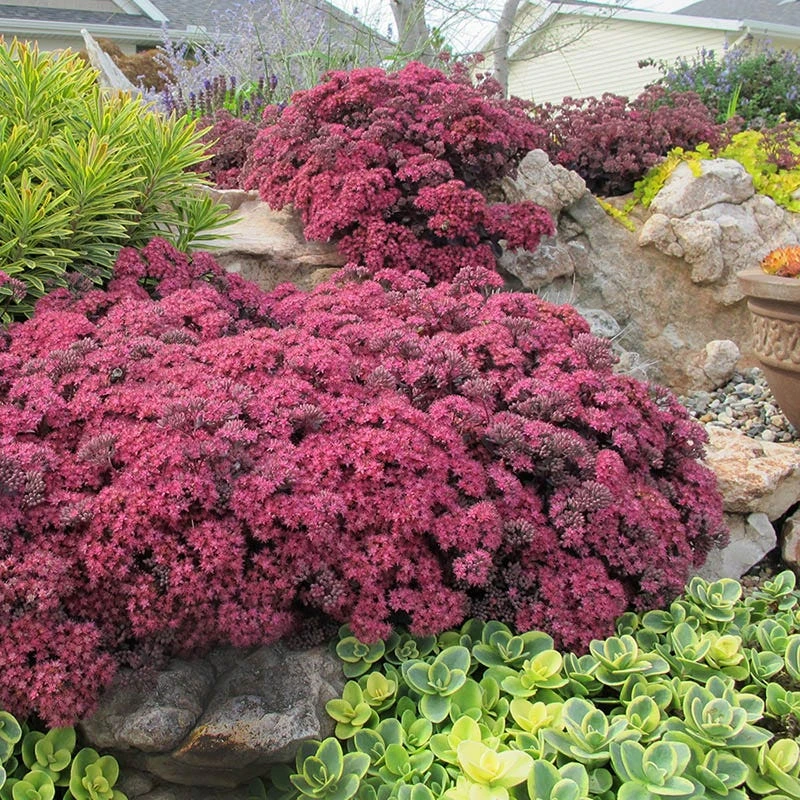 SunSparkler® Dazzleberry Sedum 3 SunSparkler® Dazzleberry Sedum