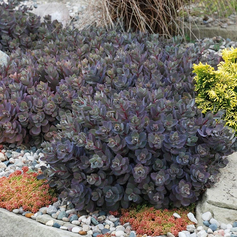 SunSparkler® Dazzleberry Sedum 4 SunSparkler® Dazzleberry Sedum - Image 2