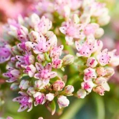 SunSparkler® Lime Twister Sedum -Garden Plant Store sunsparkler lime twister sedum pink flowers