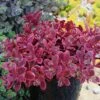 SunSparkler® Wildfire Sedum -Garden Plant Store sunsparkler wildfire sedum container 2