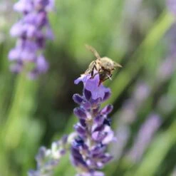 Sharon Roberts English Lavender 12 Sharon Roberts English Lavender -Garden Plant Store susan quimby honey bee lavender or 4