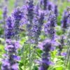 Texas Violet Salvia -Garden Plant Store texas violet mealy sage salvia farinacea