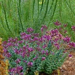 Thanksgiving Ornamental Oregano -Garden Plant Store thanksgiving ornamental oregano oreganum with liatris garden