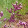 Thanksgiving Ornamental Oregano -Garden Plant Store thanksgiving ornamental oregano origanum close up