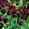 Queen Of The Night Single Late Tulip 1 Queen Of The Night Single Late Tulip -Garden Plant Store tulip queen of the night cropped 1
