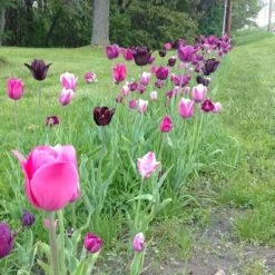 Blue Moon Triumph Tulip Mix -Garden Plant Store tulip blue moon mix cropped hm 10