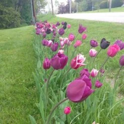 Blue Moon Triumph Tulip Mix -Garden Plant Store tulip blue moon mix cropped hm 6
