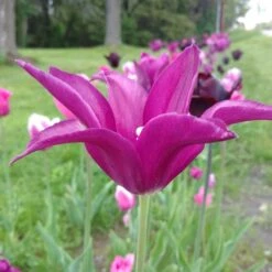 Blue Moon Triumph Tulip Mix -Garden Plant Store tulipa blue moon mix hm 3