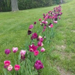 Blue Moon Triumph Tulip Mix -Garden Plant Store tulipa blue moon mix hm 4