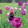 Blue Moon Triumph Tulip Mix -Garden Plant Store tulipa blue moon mix hm 5