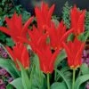 Red Emperor Tulip -Garden Plant Store tulipredemperor 3