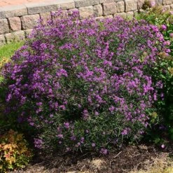 Summer's Swan Song Ironweed (Vernonia) -Garden Plant Store vernonia summer swan song garden jim ault