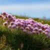 Victor Reiter Armeria 1 Victor Reiter Armeria -Garden Plant Store victor reiter sea thrift armeria martima flowering