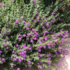 Dark Violet Skullcap (Scutellaria) -Garden Plant Store violet skullcap flower