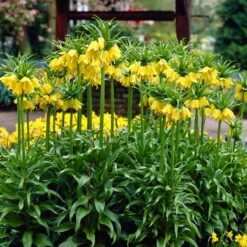 Yellow Crown Imperial -Garden Plant Store visi02917 fritillaria lutea cropped