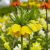 Yellow Crown Imperial -Garden Plant Store visi125414 fritillaria lutea cropped
