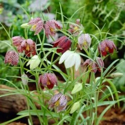 Snake's Head Fritillary -Garden Plant Store visi26883 fritillaria meleagris0cropped