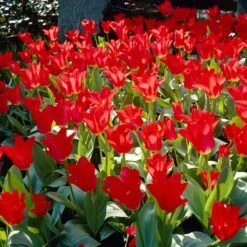 Red Emperor Tulip 11 Red Emperor Tulip -Garden Plant Store visi28048 red emperor tulip cropped