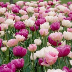 Double Late Tulip Mix -Garden Plant Store visi34695 double late tulip mix cropped