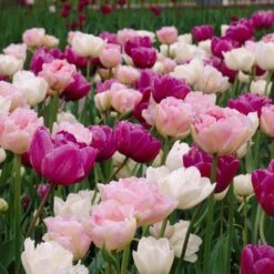 Double Late Tulip Mix -Garden Plant Store visi34696 double late tulip mix cropped