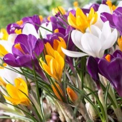 Dutch Crocus Mix -Garden Plant Store visi50589 dutch crocus mix cropped