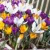 Dutch Crocus Mix -Garden Plant Store visi50590 dutch crocus mix cropped