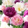 Double Late Tulip Mix -Garden Plant Store visi51809 double late tulip mix cropped