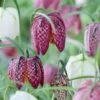 Snake's Head Fritillary -Garden Plant Store visi59755 fritillaria meleagris cropped