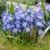 Blue Giant Glory Of The Snow -Garden Plant Store visi97989chionodoxa forbesii blue giant cropped