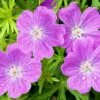 Vision® Violet Geranium -Garden Plant Store vision violet geranium close up