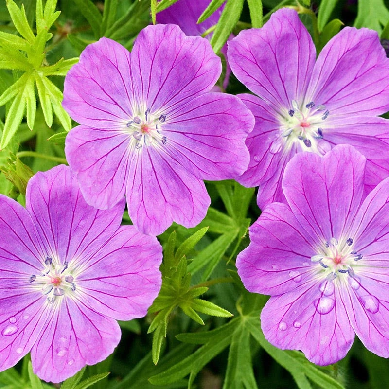 Vision® Violet Geranium 3 Vision® Violet Geranium