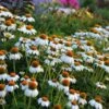 PowWow® White Echinacea -Garden Plant Store walers gardens echinacea powwow white