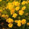 Sunray Coreopsis -Garden Plant Store walters gardens sunray coreopsis