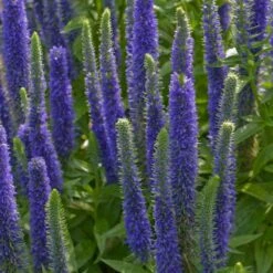 Royal Candles Veronica