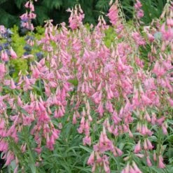 Elfin Pink Penstemon -Garden Plant Store walters gardens penstemon elfin pink cropped
